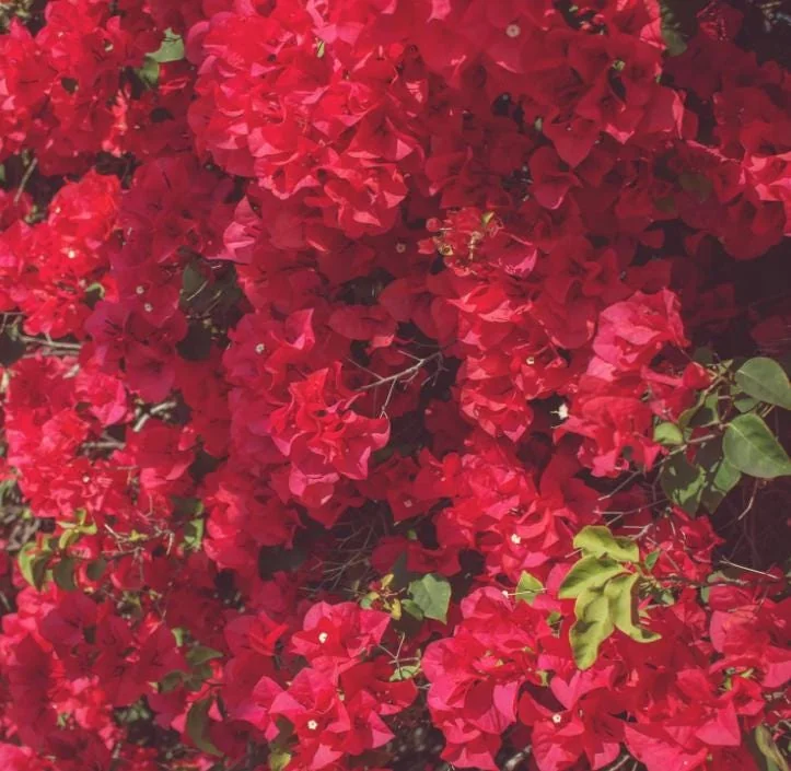 Red Bougainvillea Plant – Live Plant – 5-10 inches Tall – 4 Inch Pot – Outdoor - Image 6