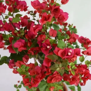 Red Bougainvillea Plant – Live Plant – 5-10 inches Tall – 4 Inch Pot – Outdoor - Image 6