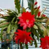 Red Epiphyllum Orchid Cactus – Live plant – 6-8 inches – Indoor/Outdoor - Image 1