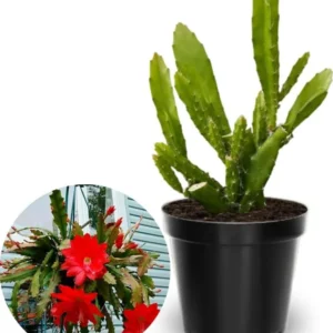 Red Epiphyllum Orchid Cactus – Live plant – 6-8 inches – Indoor/Outdoor - Image 2
