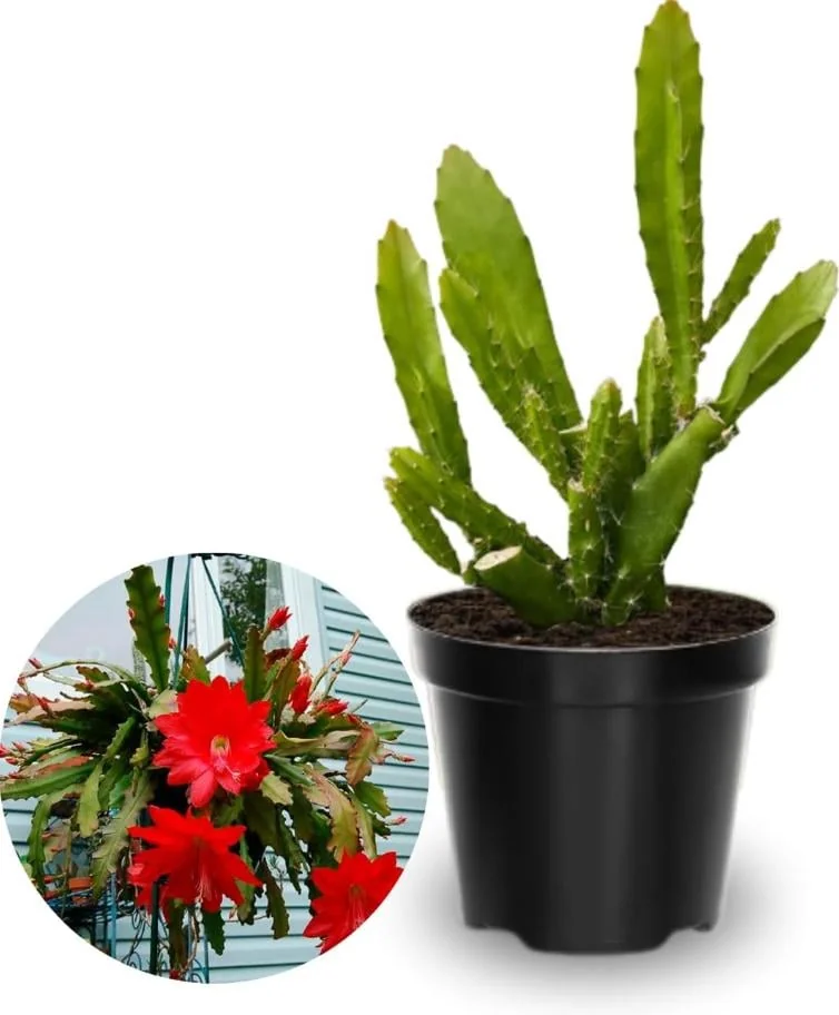 Red Epiphyllum Orchid Cactus – Live plant – 6-8 inches – Indoor/Outdoor - Image 2