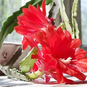 Red Epiphyllum Orchid Cactus – Live plant – 6-8 inches – Indoor/Outdoor - Image 3
