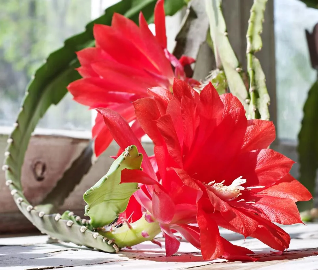 Red Epiphyllum Orchid Cactus – Live plant – 6-8 inches – Indoor/Outdoor - Image 3