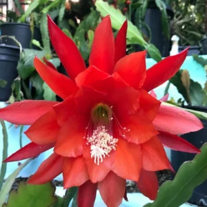 Red Epiphyllum Orchid Cactus – Live plant – 6-8 inches – Indoor/Outdoor - Image 5