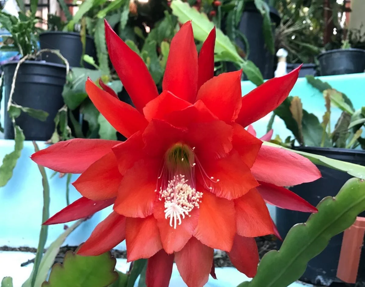 Red Epiphyllum Orchid Cactus – Live plant – 6-8 inches – Indoor/Outdoor - Image 5