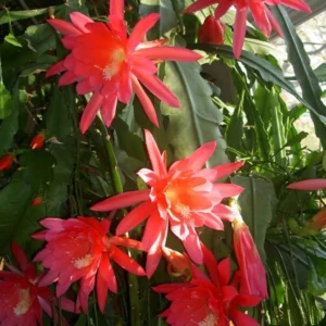 Red Epiphyllum Orchid Cactus – Live plant – 6-8 inches – Indoor/Outdoor - Image 6