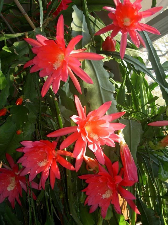 Red Epiphyllum Orchid Cactus – Live plant – 6-8 inches – Indoor/Outdoor - Image 6