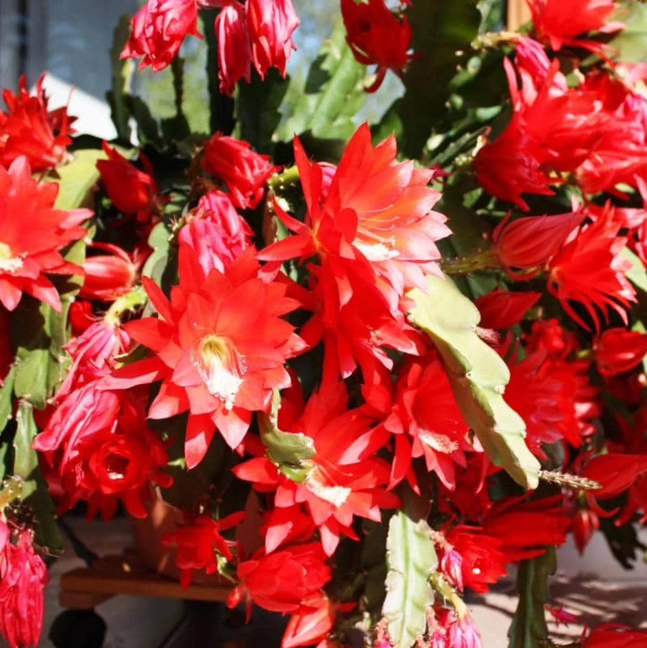 Red Epiphyllum Orchid Cactus – Live plant – 6-8 inches – Indoor/Outdoor - Image 7