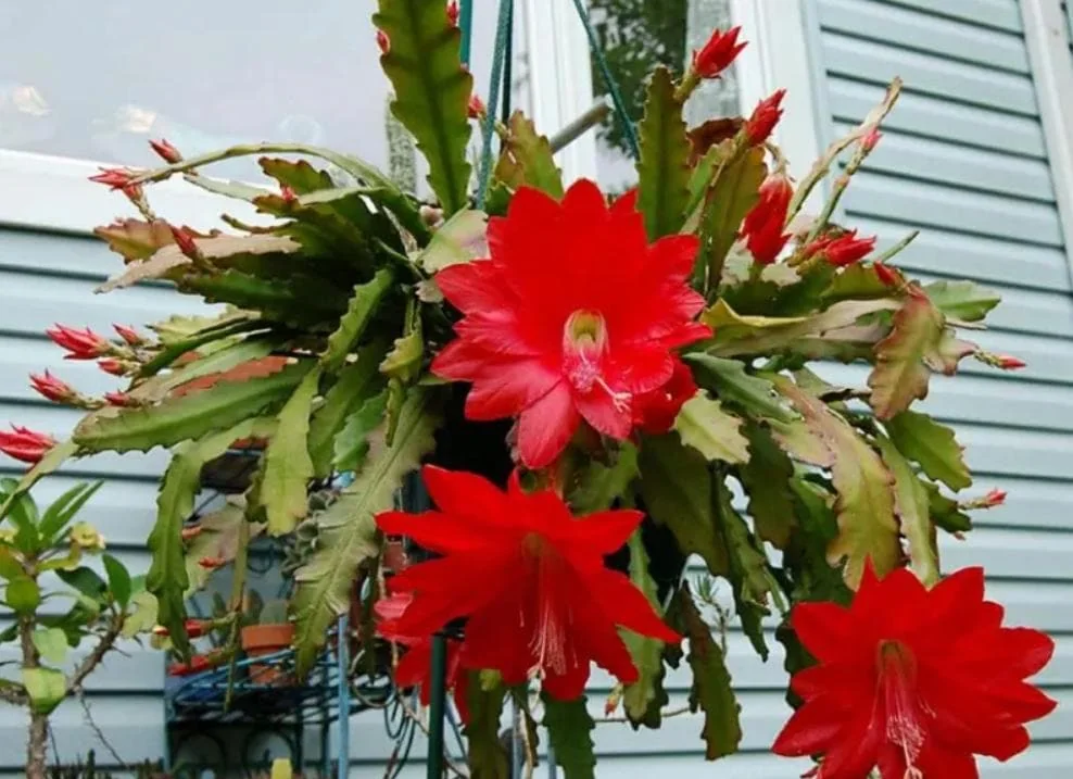 Red Epiphyllum Orchid Cactus – Live plant – 6-8 inches – Indoor/Outdoor - Image 1