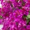 Red Purple Bougainvillea Live Plant - Flowering Climbing Vine - 5-10" Tall - 4 Inch Pot - Outdoor - Image 1