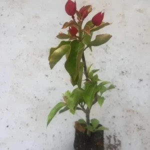 Red Purple Bougainvillea Live Plant - Flowering Climbing Vine - 5-10