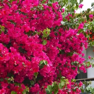 Red Purple Bougainvillea Live Plant - Flowering Climbing Vine - 5-10