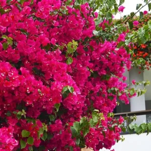 Red Purple Bougainvillea Live Plant - Flowering Climbing Vine - 5-10