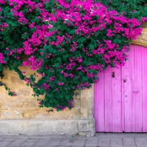 Red Purple Bougainvillea Live Plant - Flowering Climbing Vine - 5-10