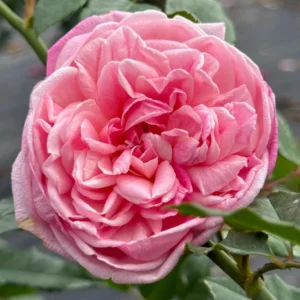 Red Rose Live Plant – Rose Bush – Live plant – 4-7 Inch Tall – Indoor/Outdoor - Image 2