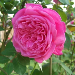 Red Rose Live Plant – Rose Bush – Live plant – 4-7 Inch Tall – Indoor/Outdoor - Image 6