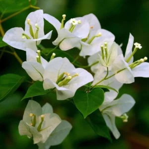 White Bougainvillea Live Plant – Flowering Plant – Outdoor – 5-10