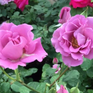 Rose Plant Live – Purple Rose Bush – Live Plant – 4-7