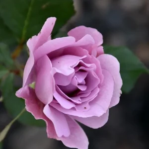 Rose Plant Live – Purple Rose Bush – Live Plant – 4-7