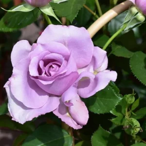 Rose Plant Live – Purple Rose Bush – Live Plant – 4-7