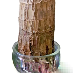 Lucky Fortune Hydroponic Corn Plant for Indoor Outdoor (Wood no buds 1 to 2 ft Tall) - Image 4