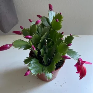 Purple Christmas Cactus Live Plant – Holiday Cactus – 2