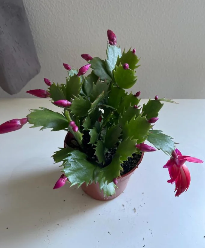 Purple Christmas Cactus Live Plant – Holiday Cactus – 2" Pot – Indoor/Outdoor - Image 10