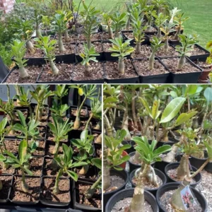 Pink Desert Rose Plant Live 4-7