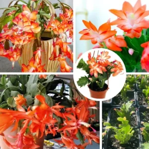 Orange Christmas Cactus – Holiday Cactus – Live Plant – 6-8 inches – Indoor - Image 2