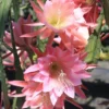 Salmon Epiphyllum Orchid Cactus – Live plant – 6-8 inches tall – 4 inch pot - Image 1