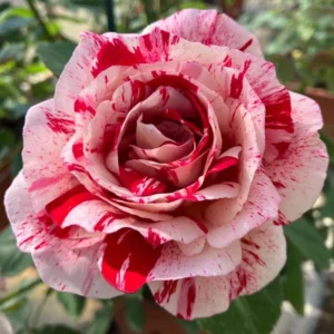 Scentimental Stripe Rose Plant – Live plant – 4-6 inches tall – Indoor/Outdoor - Image 5