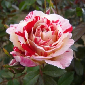 Scentimental Stripe Rose Plant – Live plant – 4-6 inches tall – Indoor/Outdoor - Image 7