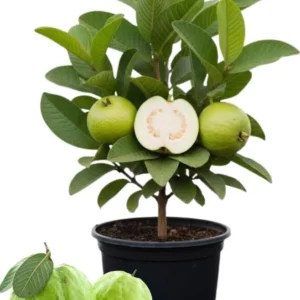 Set 2 Guava Tree Live Plant – White Guava – Live plant – 8 to 10 Inc Tall – Outdoor - Image 2