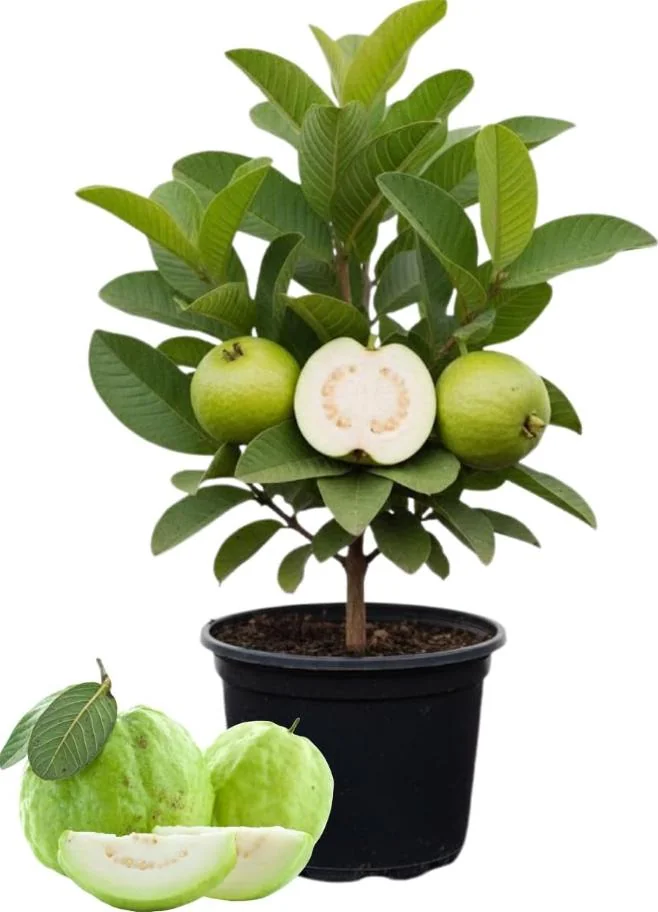 Set 2 Guava Tree Live Plant – White Guava – Live plant – 8 to 10 Inc Tall – Outdoor - Image 2