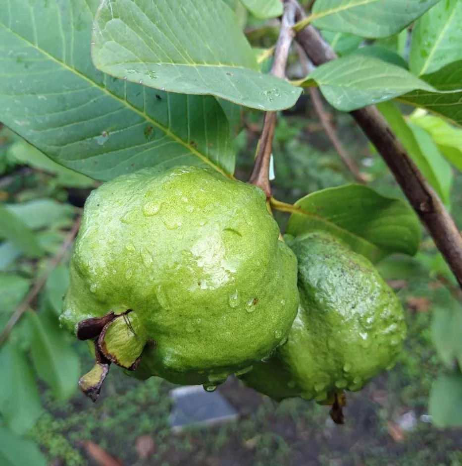 Set 2 Guava Tree Live Plant – White Guava – Live plant – 8 to 10 Inc Tall – Outdoor - Image 3