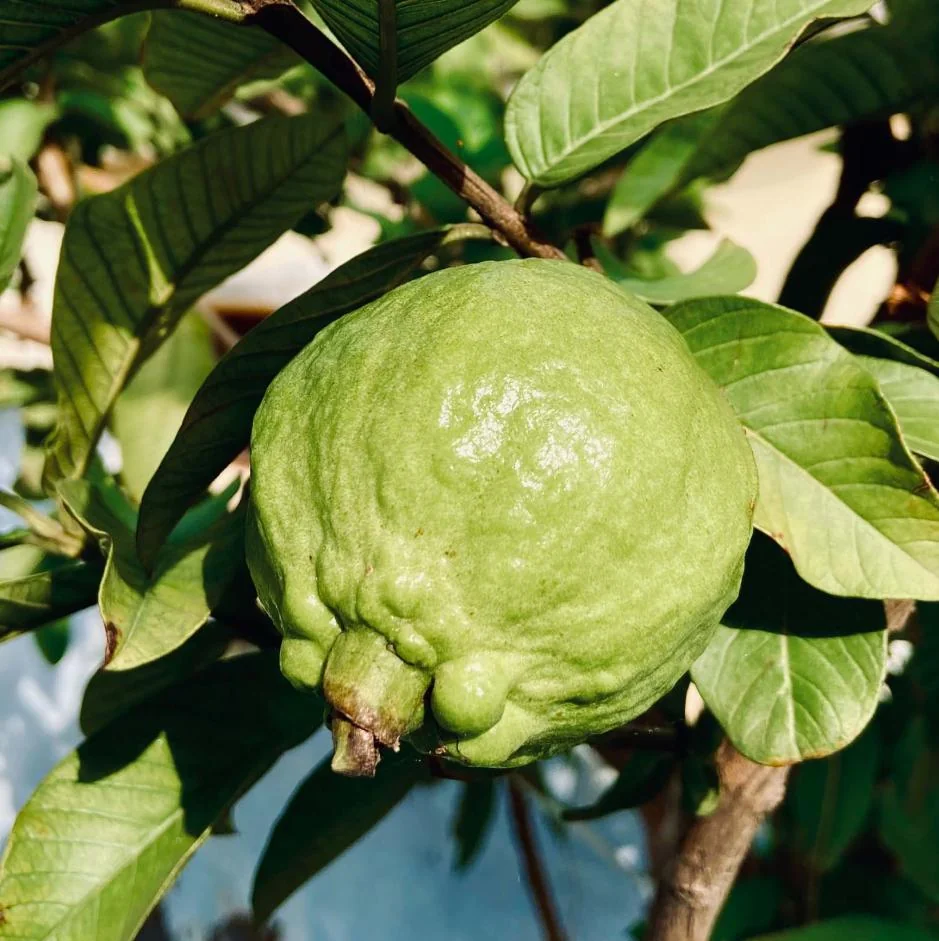 Set 2 Guava Tree Live Plant – White Guava – Live plant – 8 to 10 Inc Tall – Outdoor - Image 4