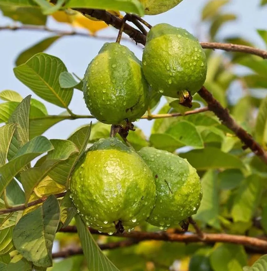 Set 2 Guava Tree Live Plant – White Guava – Live plant – 8 to 10 Inc Tall – Outdoor - Image 6