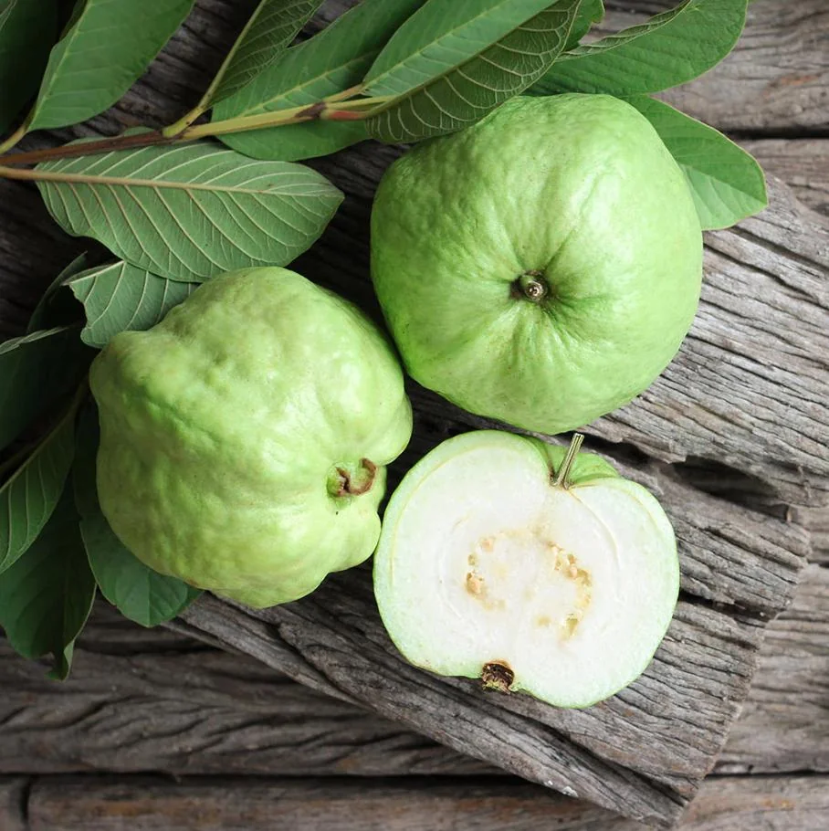 Set 2 Guava Tree Live Plant – White Guava – Live plant – 8 to 10 Inc Tall – Outdoor - Image 1