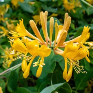White Yellow Honeysuckle Plant Live Vine - Fragrant Climbing Perennial, 5-9 Inches