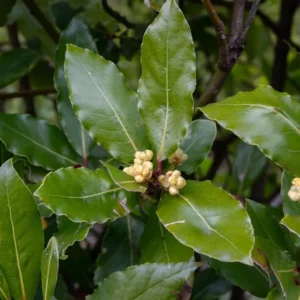 Sweet Bay Laurel Herb Plant – Live plant – 1 Year Old – 8-12 inches – Outdoor - Image 10