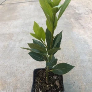 Sweet Bay Laurel Herb Plant – Live plant – 1 Year Old – 8-12 inches – Outdoor - Image 5