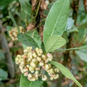 Sweet Bay Laurel Herb Plant – Live plant – 1 Year Old – 8-12 inches – Outdoor - Image 7