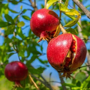 Sweet Pomegranate Tree – Live Plant – 5-8 Inches Tall in 4 Inch Pot – Outdoor - Image 3