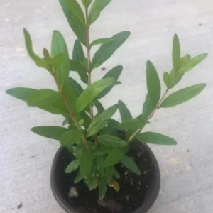 Sweet Pomegranate Tree – Live Plant – 5-8 Inches Tall in 4 Inch Pot – Outdoor - Image 8