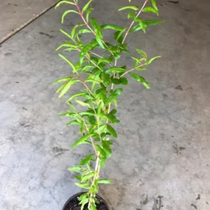 Sweet Pomegranate Tree – Live Plant – 5-8 Inches Tall in 4 Inch Pot – Outdoor - Image 9