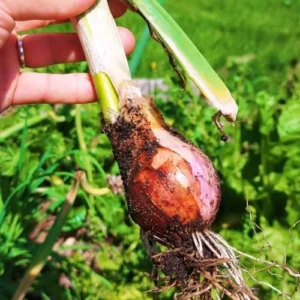 Set 10 Egyptian Walking Onions Bulbs for Planting Outdoors Indoors, Large Onion Bulbs for Gardening