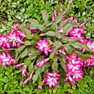 Christmas Cactus – Live Plant – 3-5 Inch Indoor Houseplant - Image 5