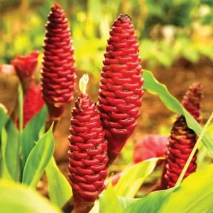 Shampoo Ginger Rhizomes - 4 Zingiber Zerumbet Red Ginger Lily Bulbs Edible Roots - 1 Year Old Planting Roots