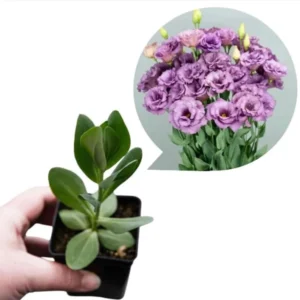 Lisianthus Lilac Shade Plant Starter - 3.25 Inch Potted Live Plant