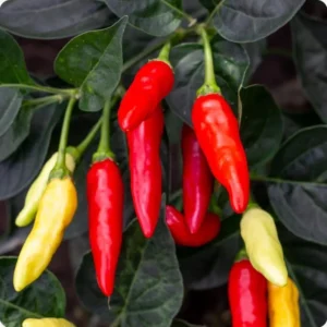 Tabasco Hot Pepper Live Starter Plant for Planting, 2 Plants in 1 Pot, 3